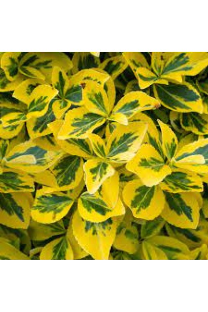 Бруслина Форчуна Емеральд енд Голд на штамбі строкате листя